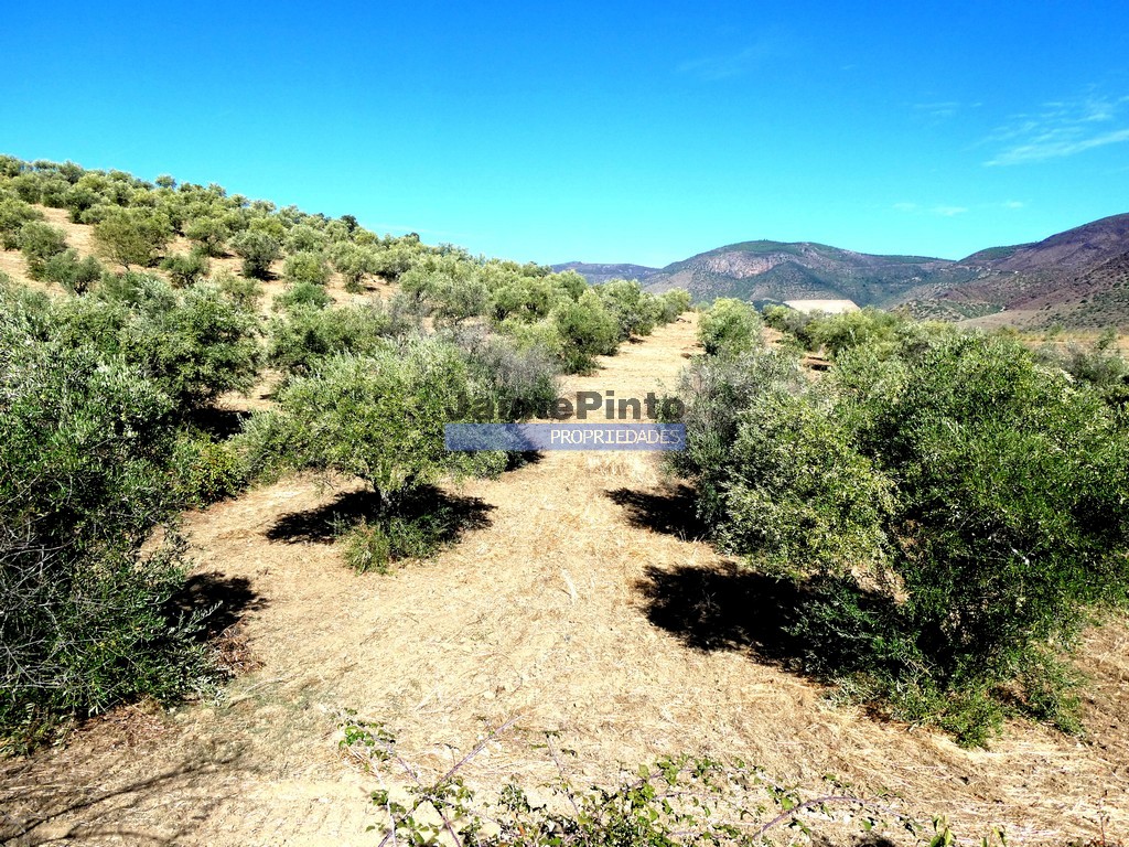 Terreno agricola