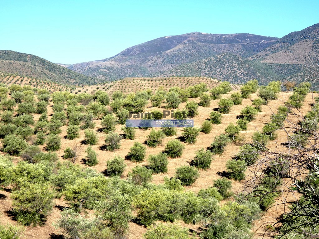Terreno agricola