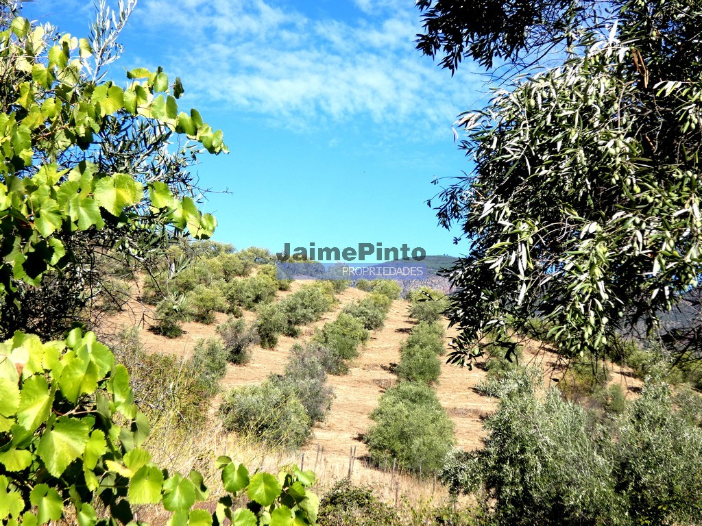 Terreno agricola