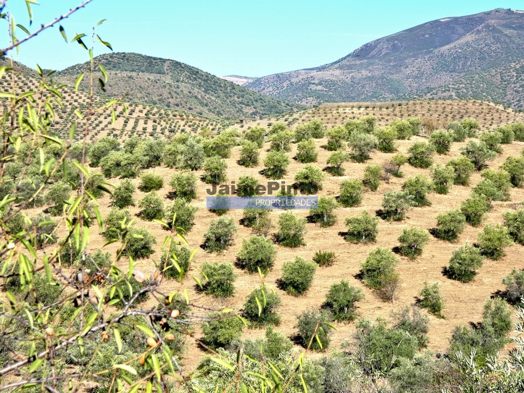 Terreno agricola