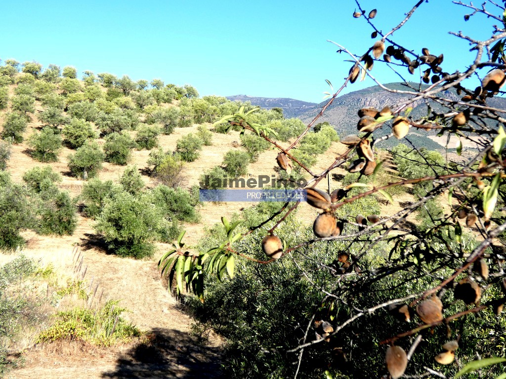 Terreno agricola