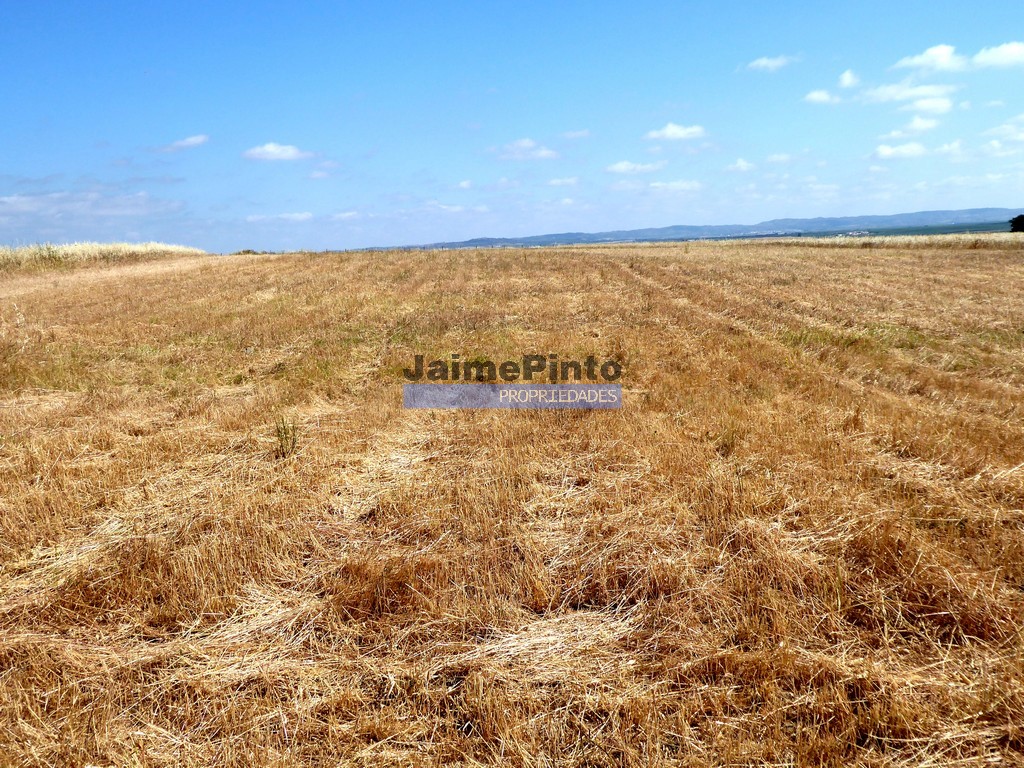 Terreno agricola