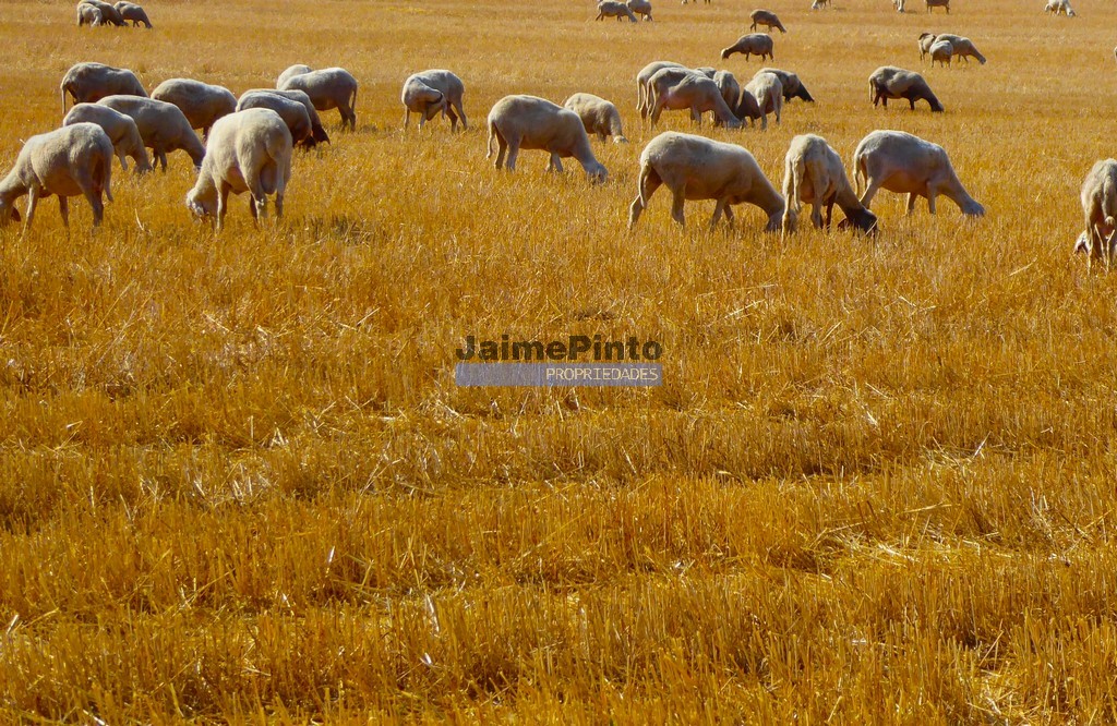 Terreno agricola