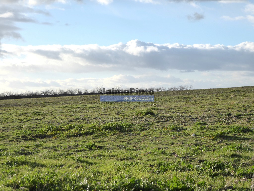 Terreno agricola