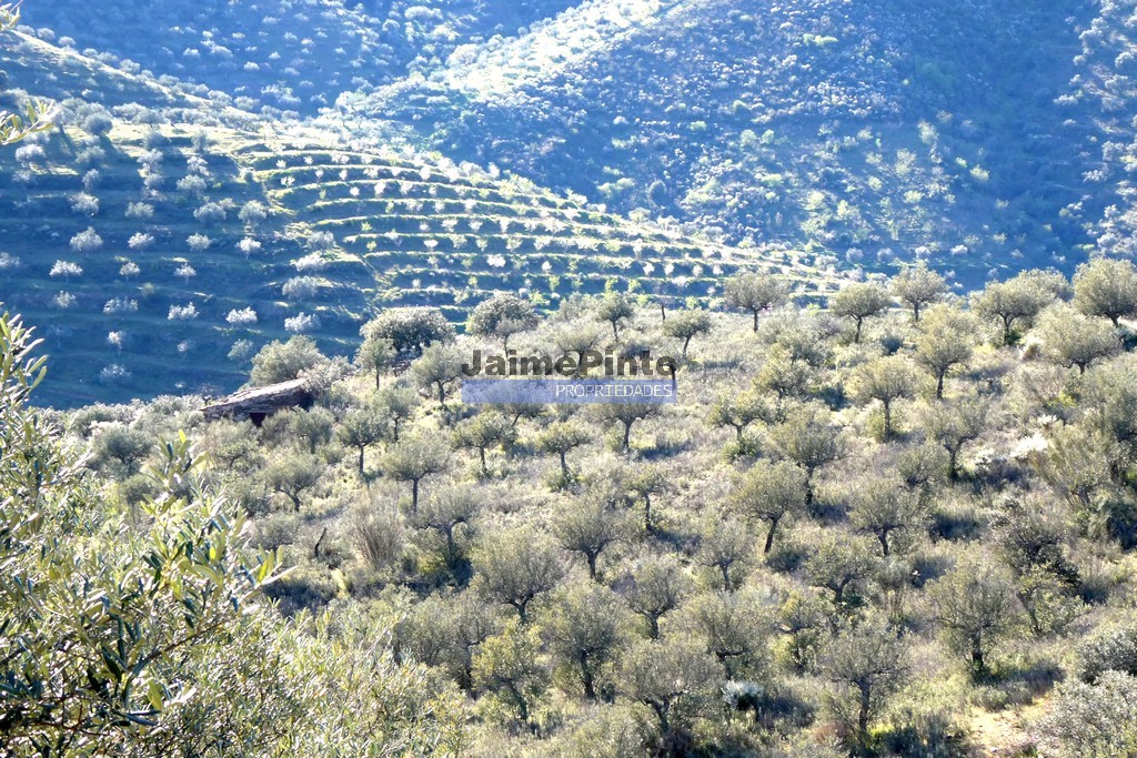 Terreno agricola