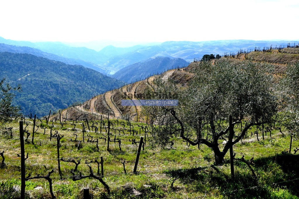 Terreno agricola