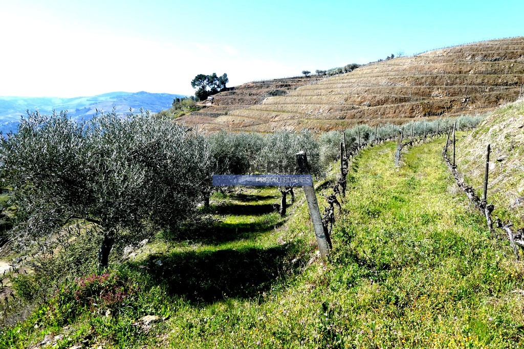 Terreno agricola