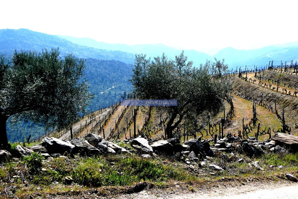 Terreno agricola
