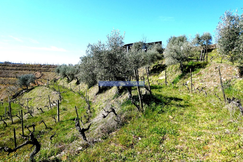 Terreno agricola