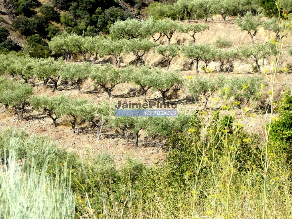 Terreno agricola