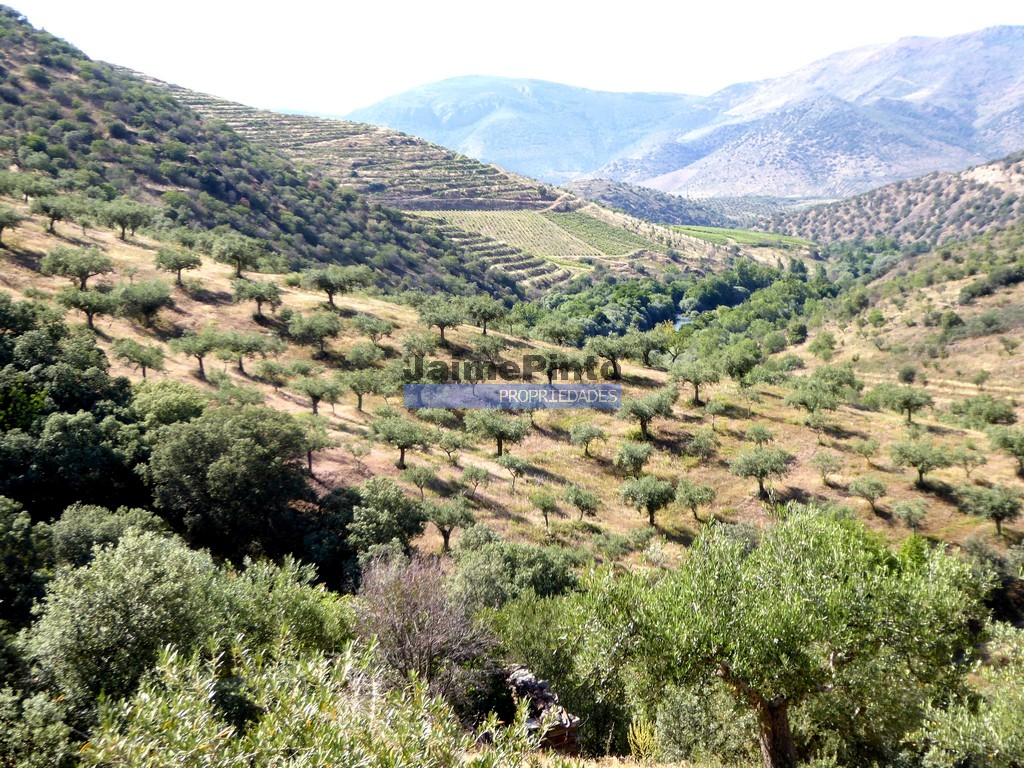 Terreno agricola