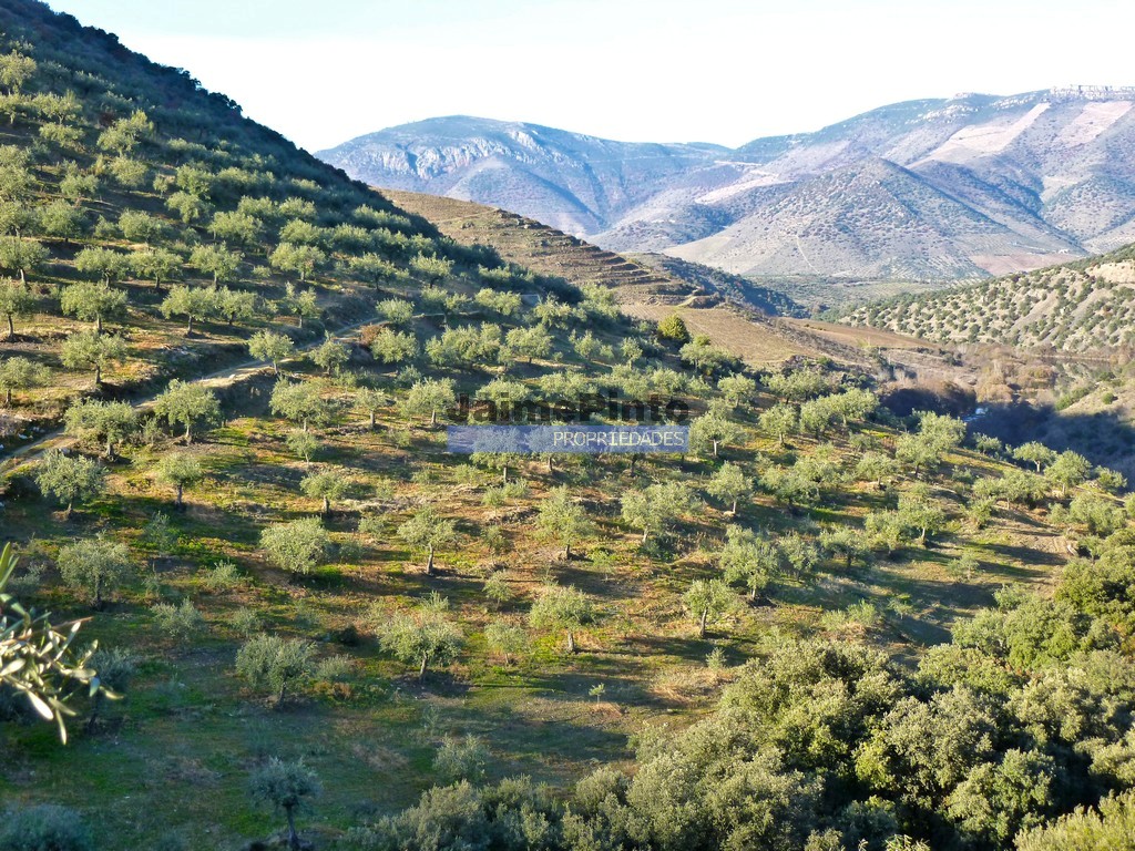 Terreno agricola