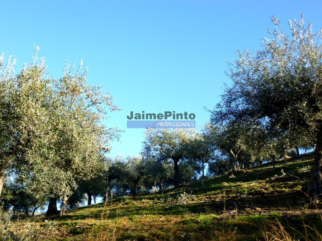 Terreno agricola