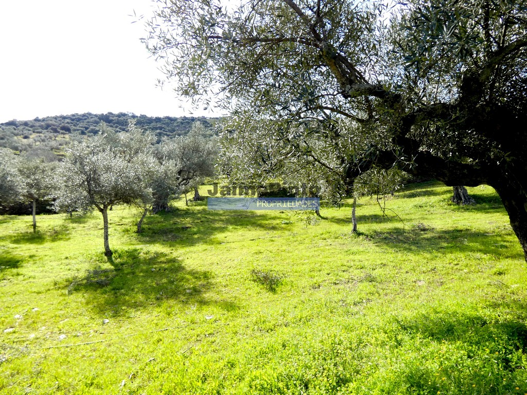Terreno agricola