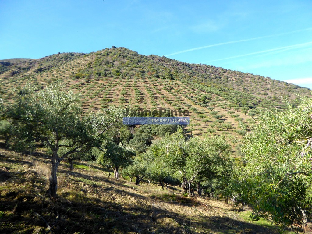 Terreno agricola