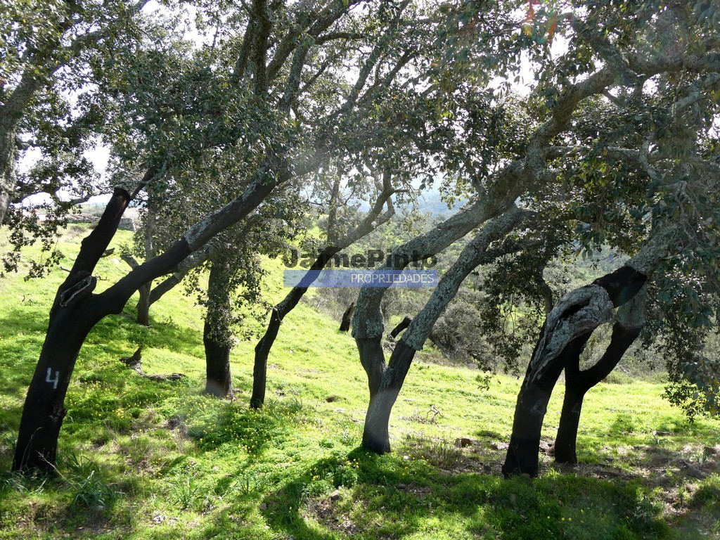 Quinta - ST - ALMODOVAR