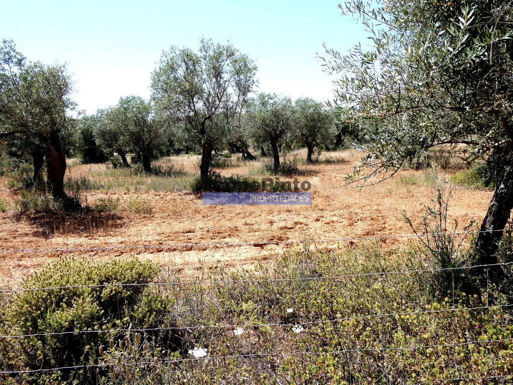 Terreno agricola