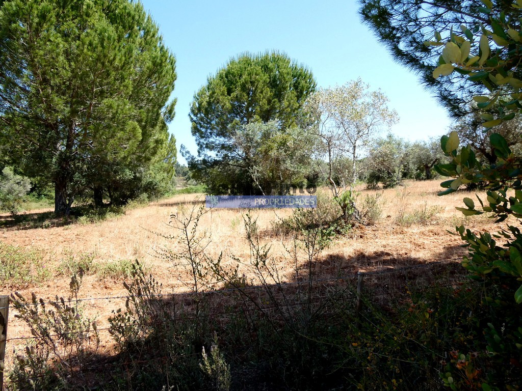 Terreno agricola