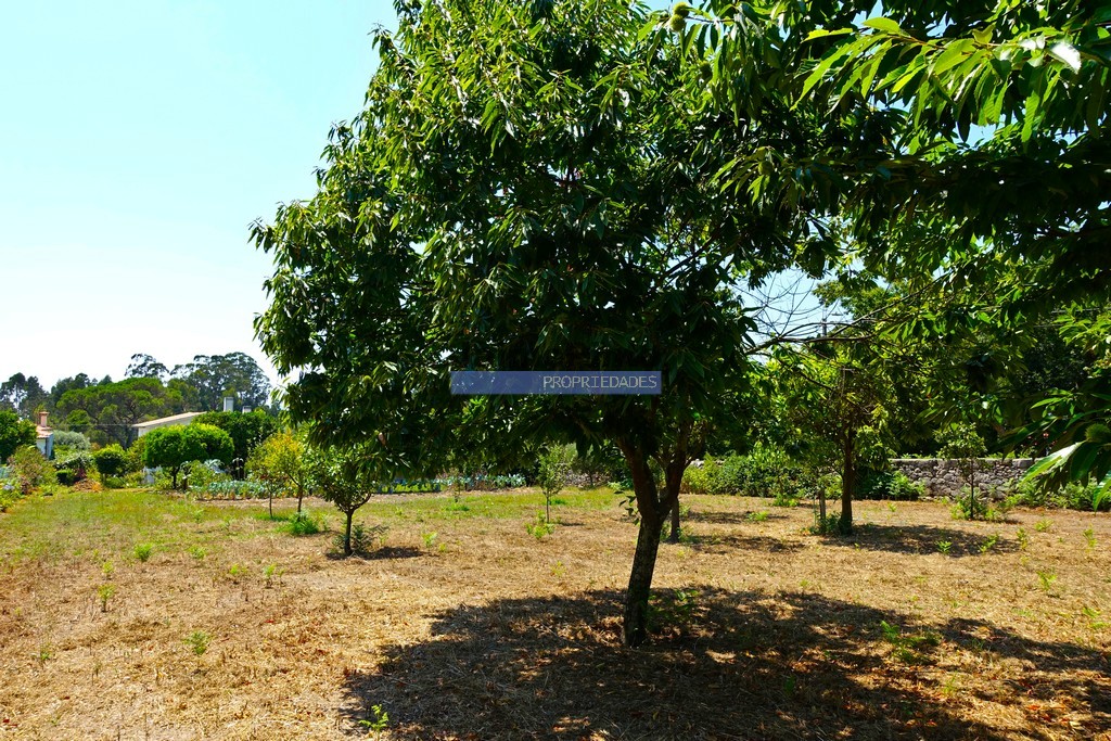 Quintinha
